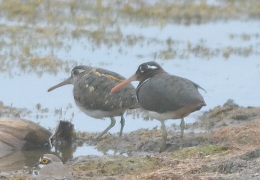 Өнгөт хараалжир - ML172295821