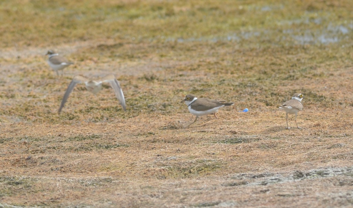 Нарийн хиазат - ML172295891