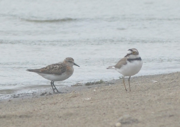 Одой элсэг - ML172295931