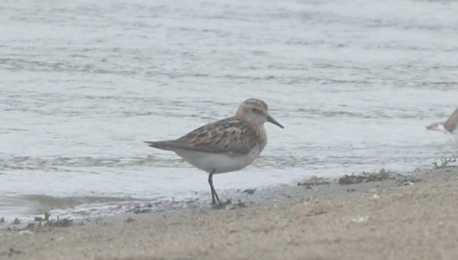 Одой элсэг - ML172295941