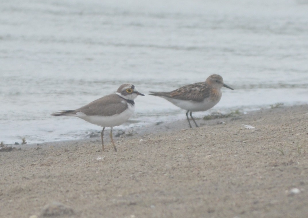 Одой элсэг - ML172295951