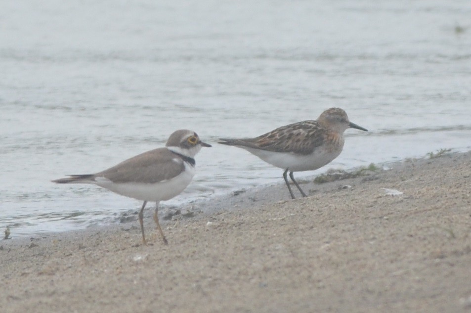 Одой элсэг - ML172295961