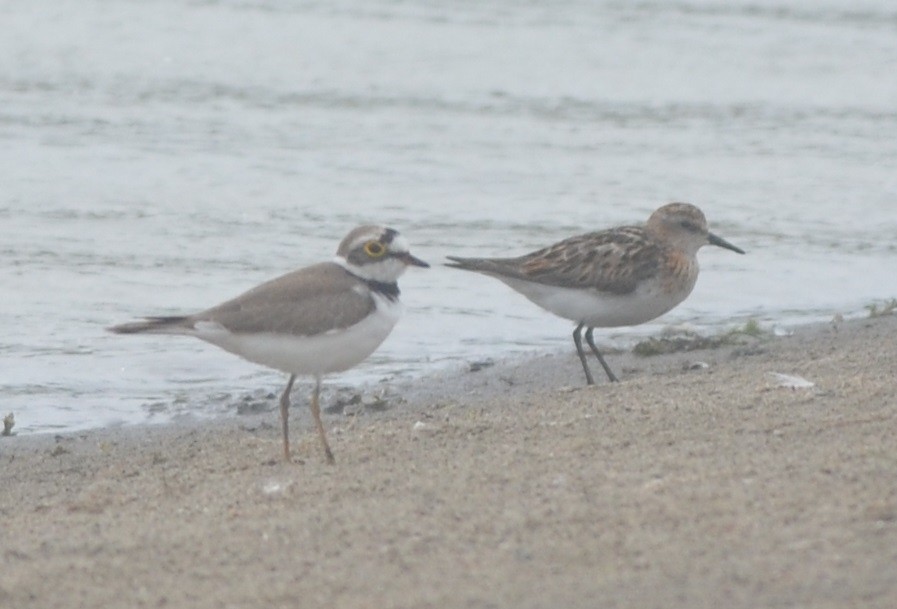 Одой элсэг - ML172295971