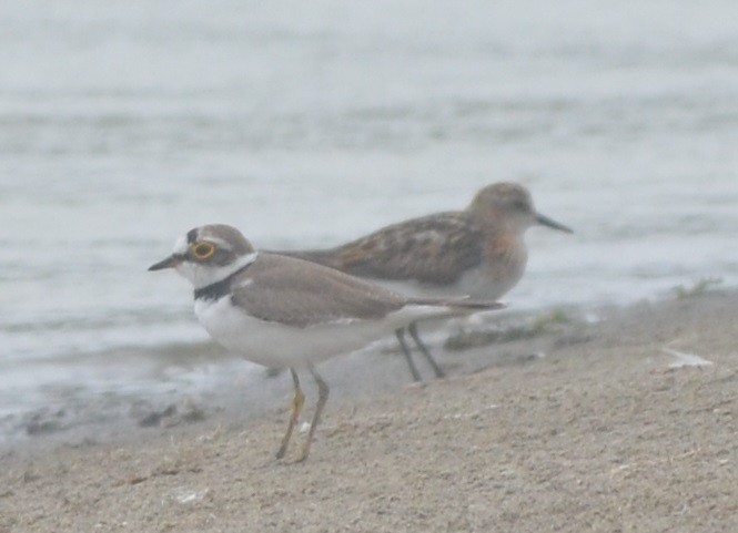 Нарийн хиазат - ML172295981