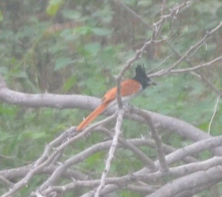 Indian Paradise-Flycatcher - ML172296311