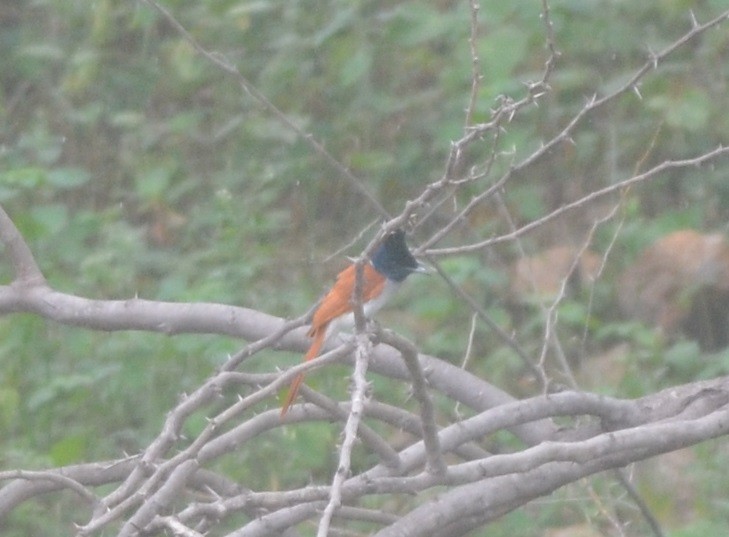 Indian Paradise-Flycatcher - ML172296321