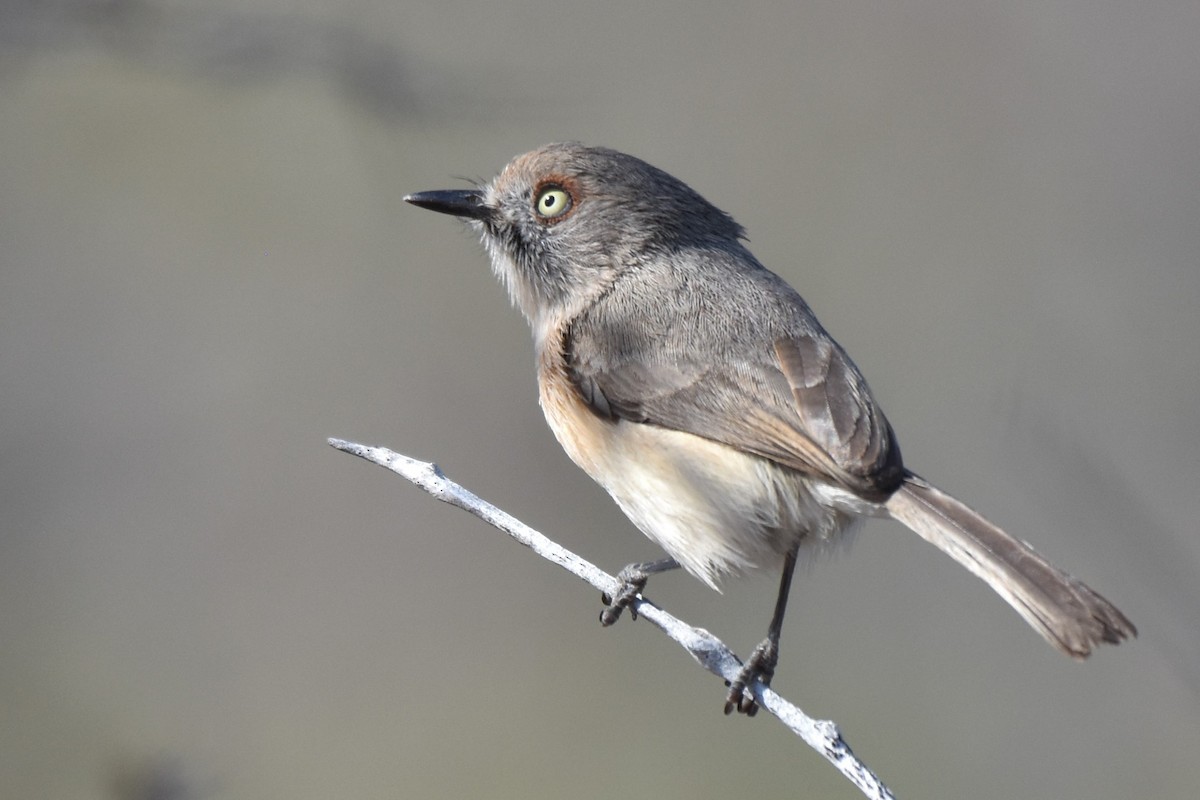 Archbold's Newtonia - Fabien Quétier