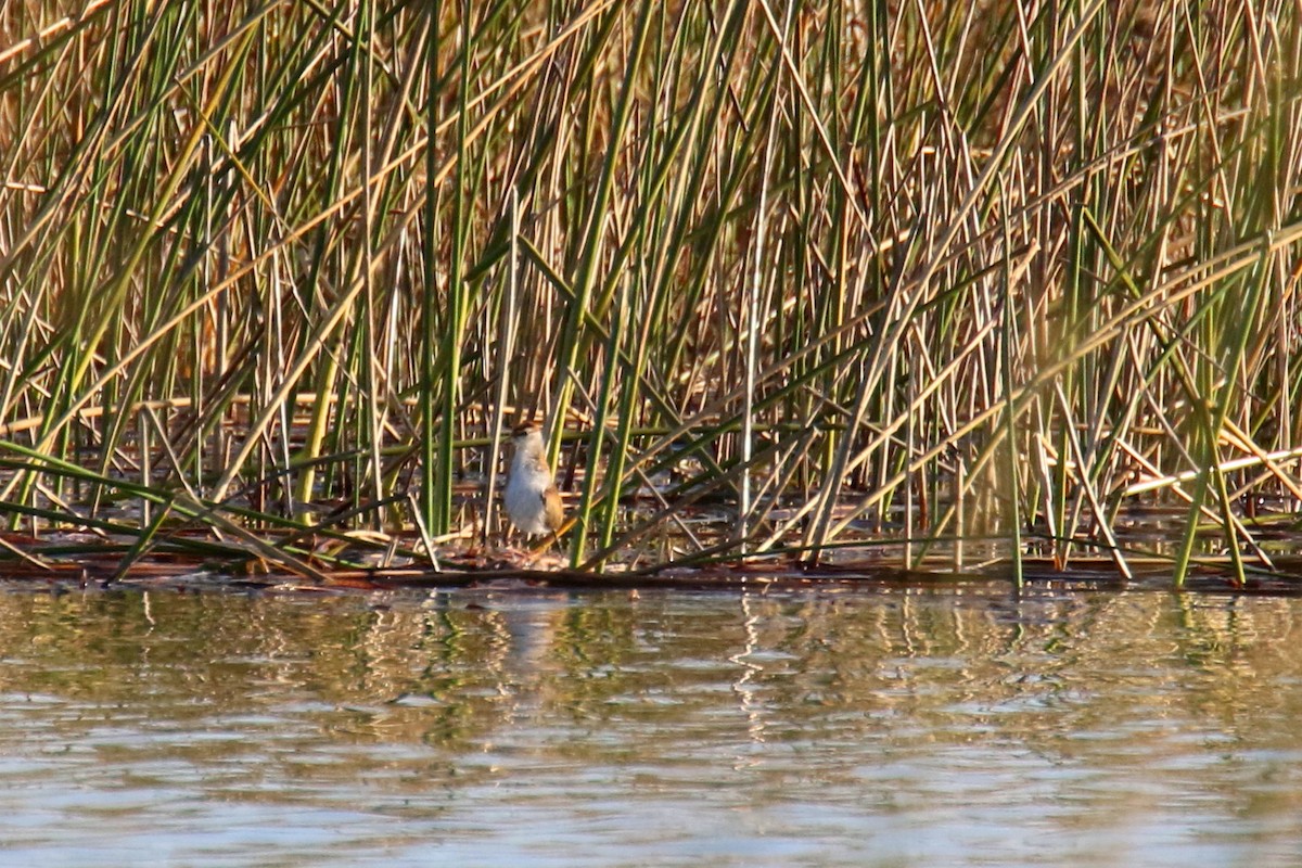 Lesser Jacana - ML172296781