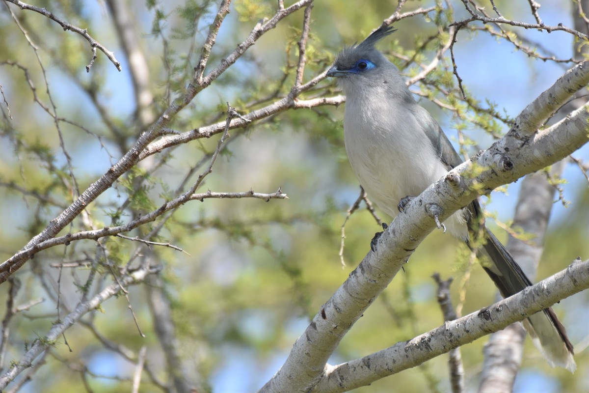 Verreaux's Coua - ML172297811