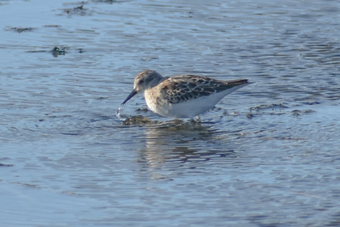 Least Sandpiper - Kate E Magoon