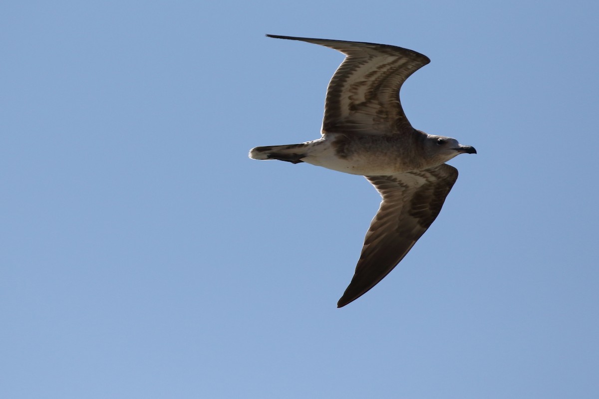 Audouin's Gull - ML172298141