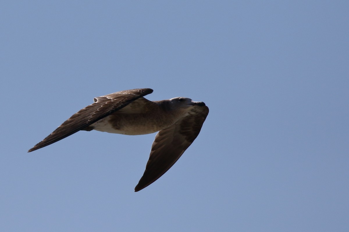 Audouin's Gull - ML172298151