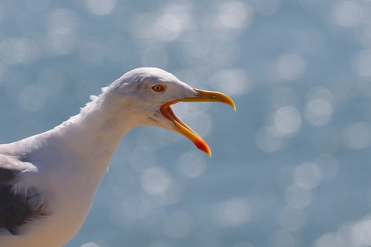 Yellow-legged Gull - ML172298201