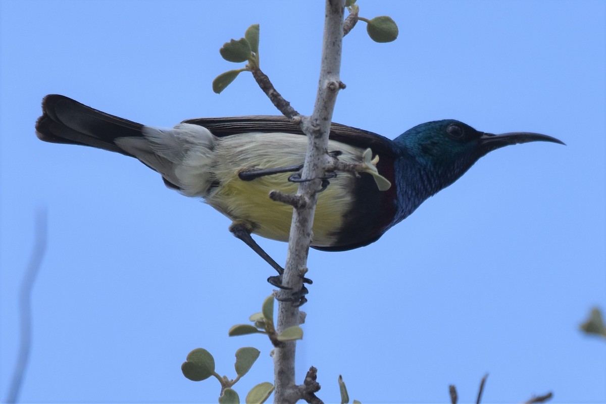 Souimanga Sunbird - ML172298211