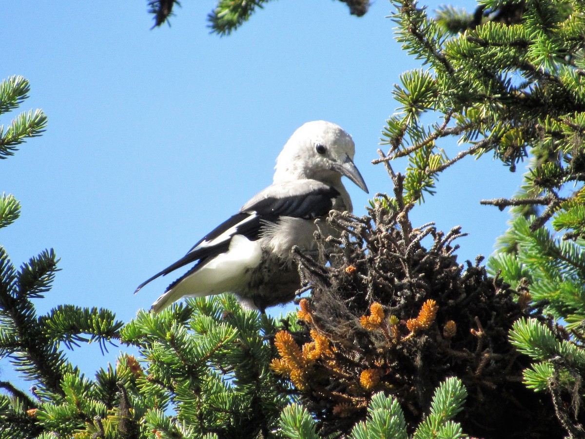 konglekråke - ML172299031