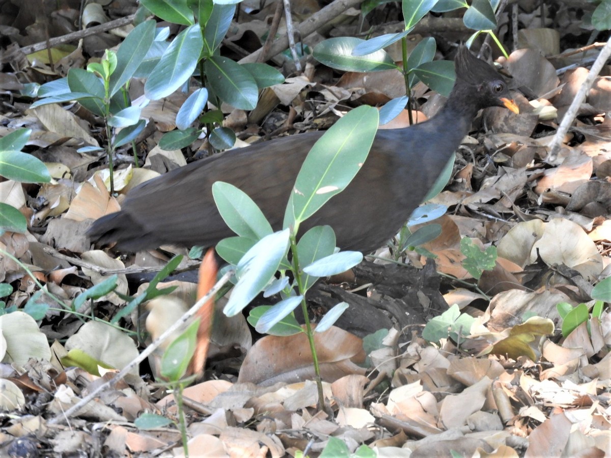 Orange-footed Megapode - ML172301131