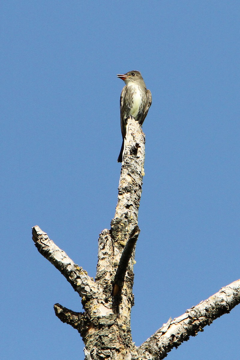 Olive-sided Flycatcher - ML172301471