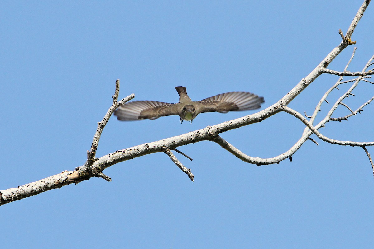 Olive-sided Flycatcher - ML172301531