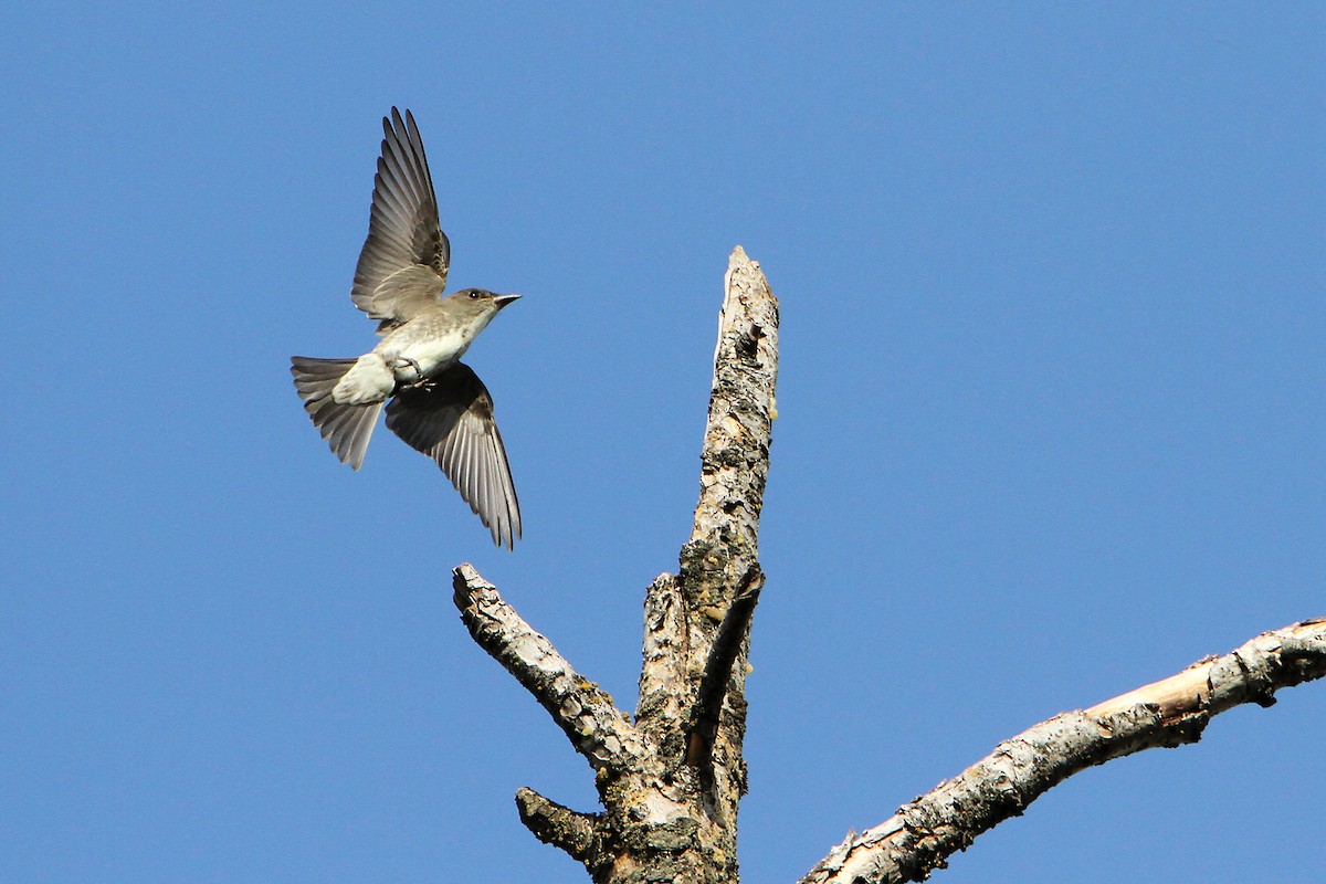 Olive-sided Flycatcher - Marlene Cashen