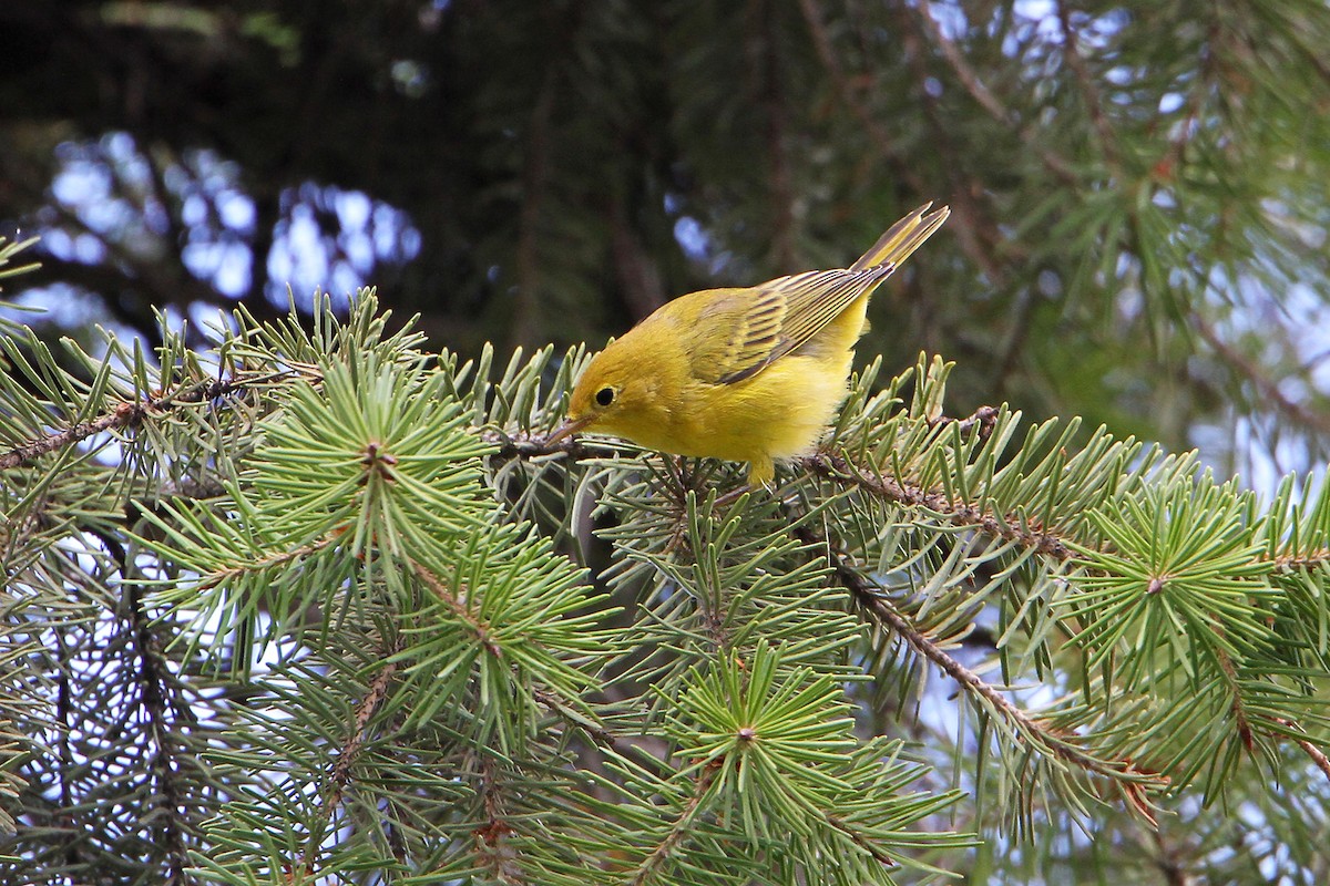 Yellow Warbler (Northern) - ML172301581