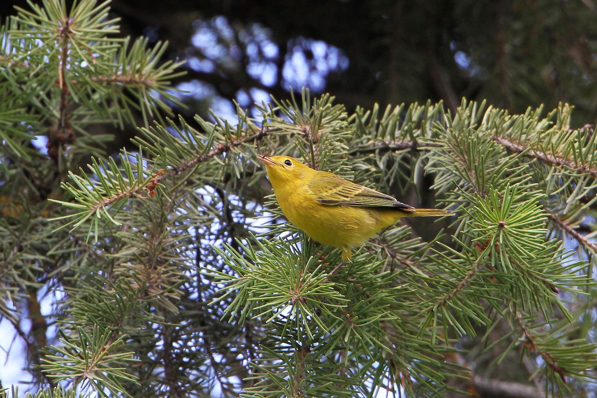 Yellow Warbler (Northern) - ML172301601