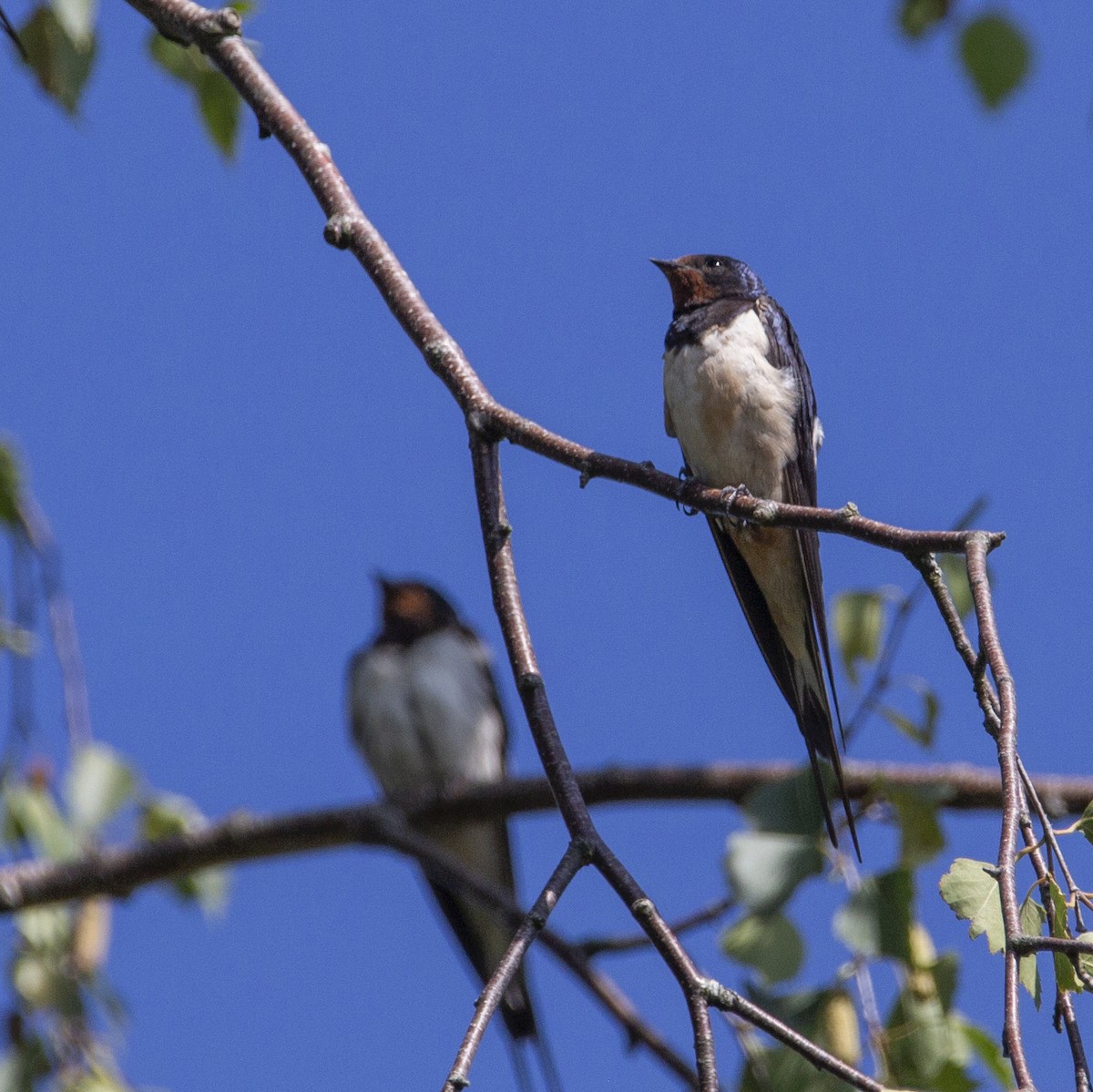 Barn Swallow - ML172302921