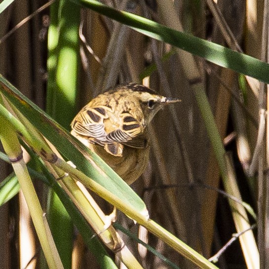 Sedge Warbler - ML172303011