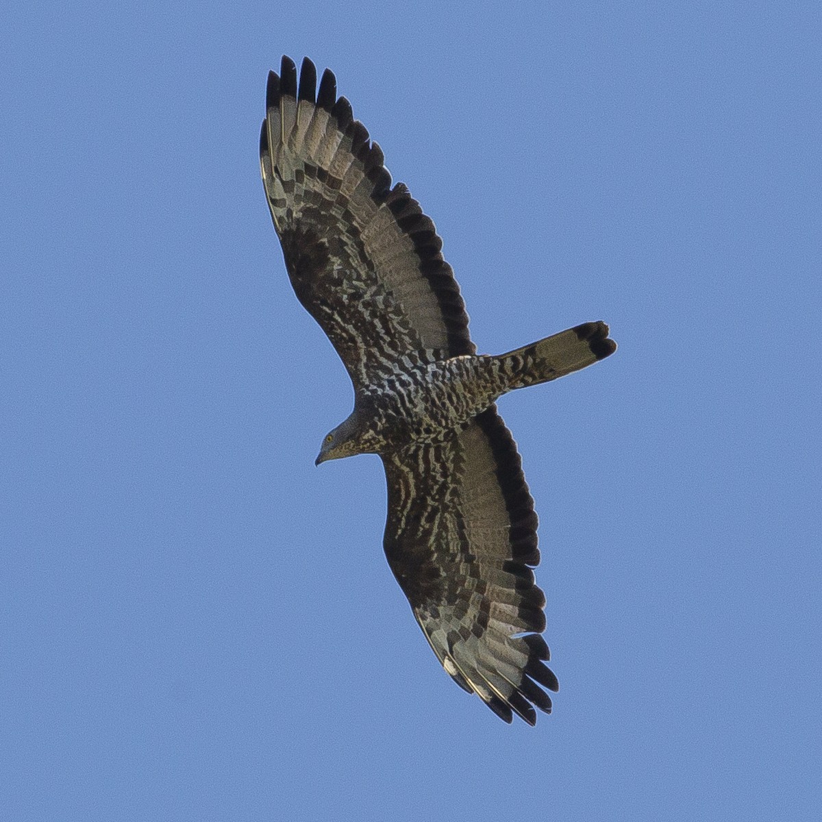 European Honey-buzzard - ML172303071