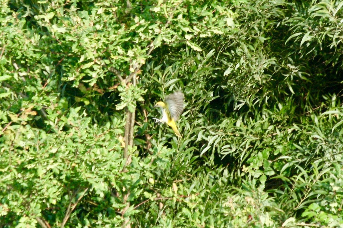 Eurasian Golden Oriole - ML172303781