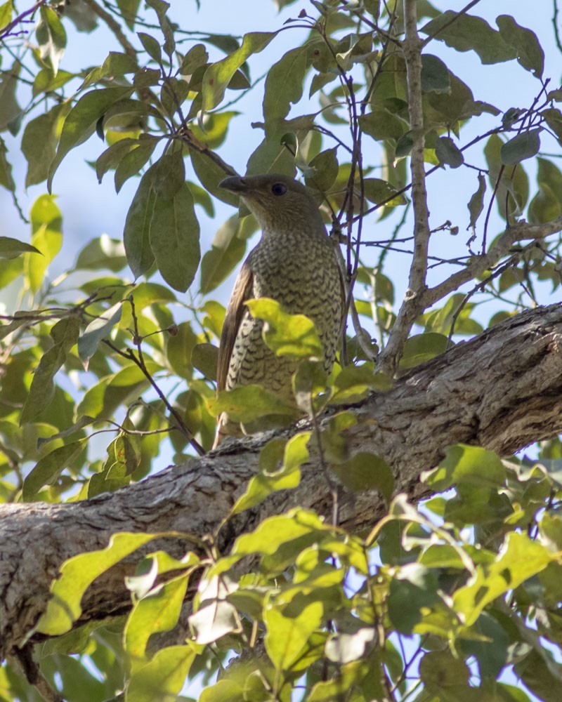 Satin Bowerbird - ML172305821