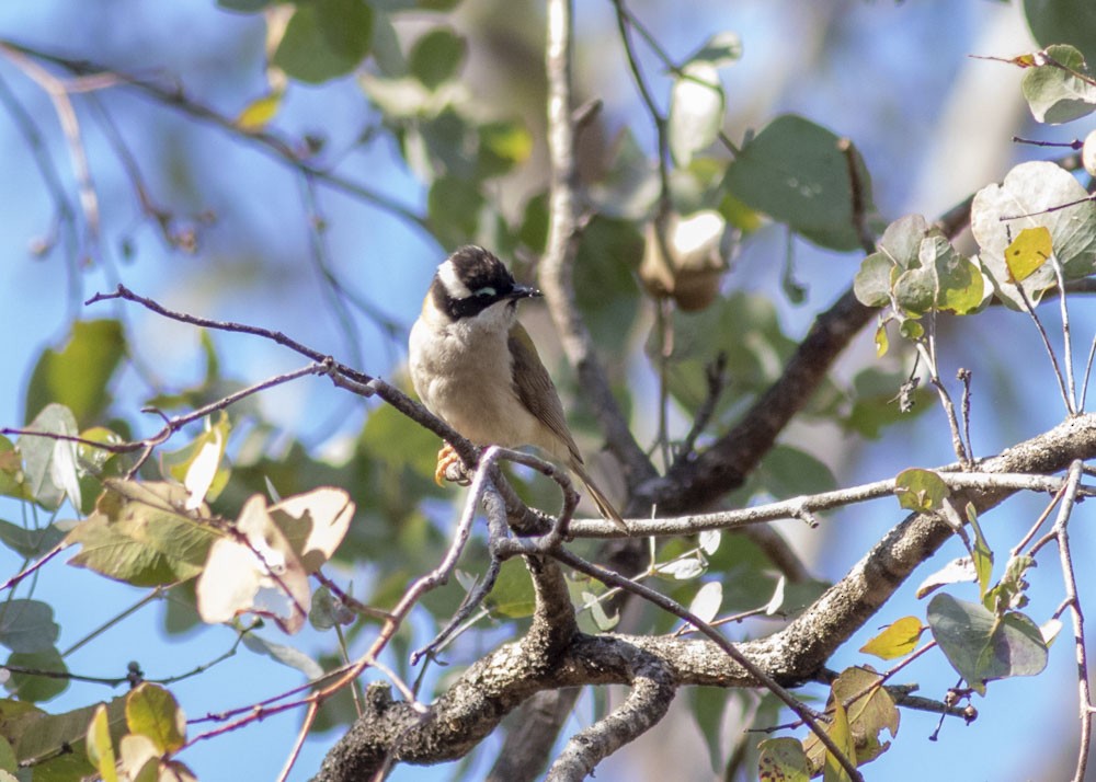 Black-chinned Honeyeater - ML172306091