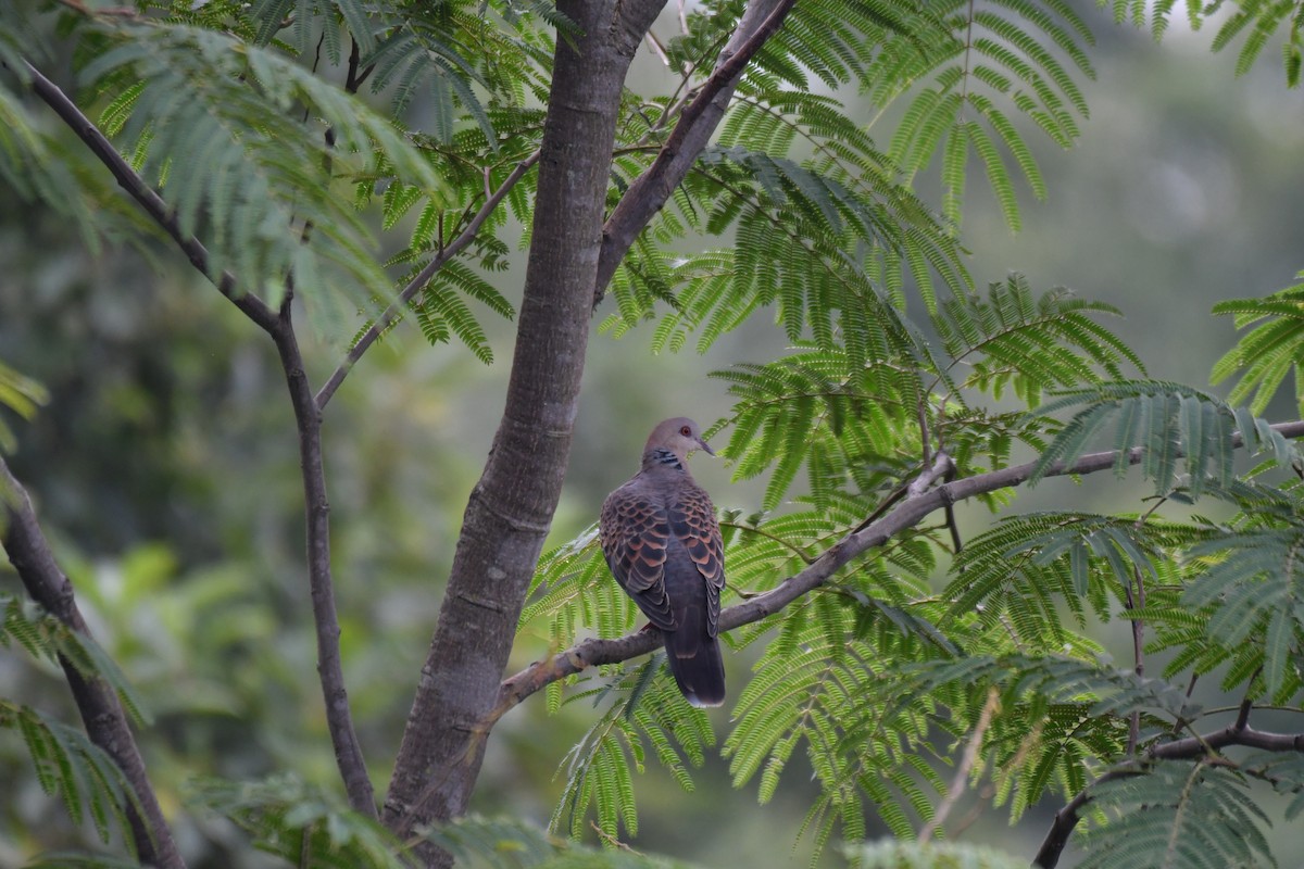 Oriental Turtle-Dove - ML172306561