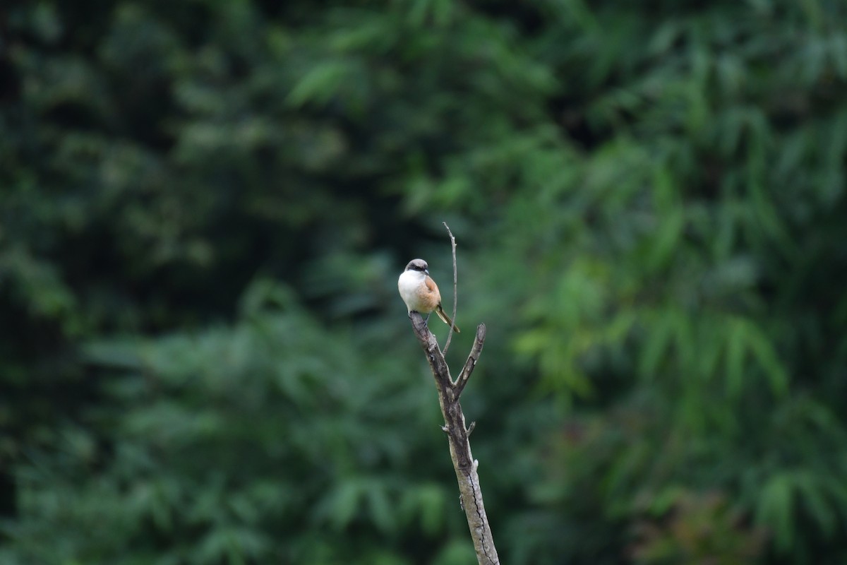 Long-tailed Shrike (erythronotus/caniceps) - ML172306741