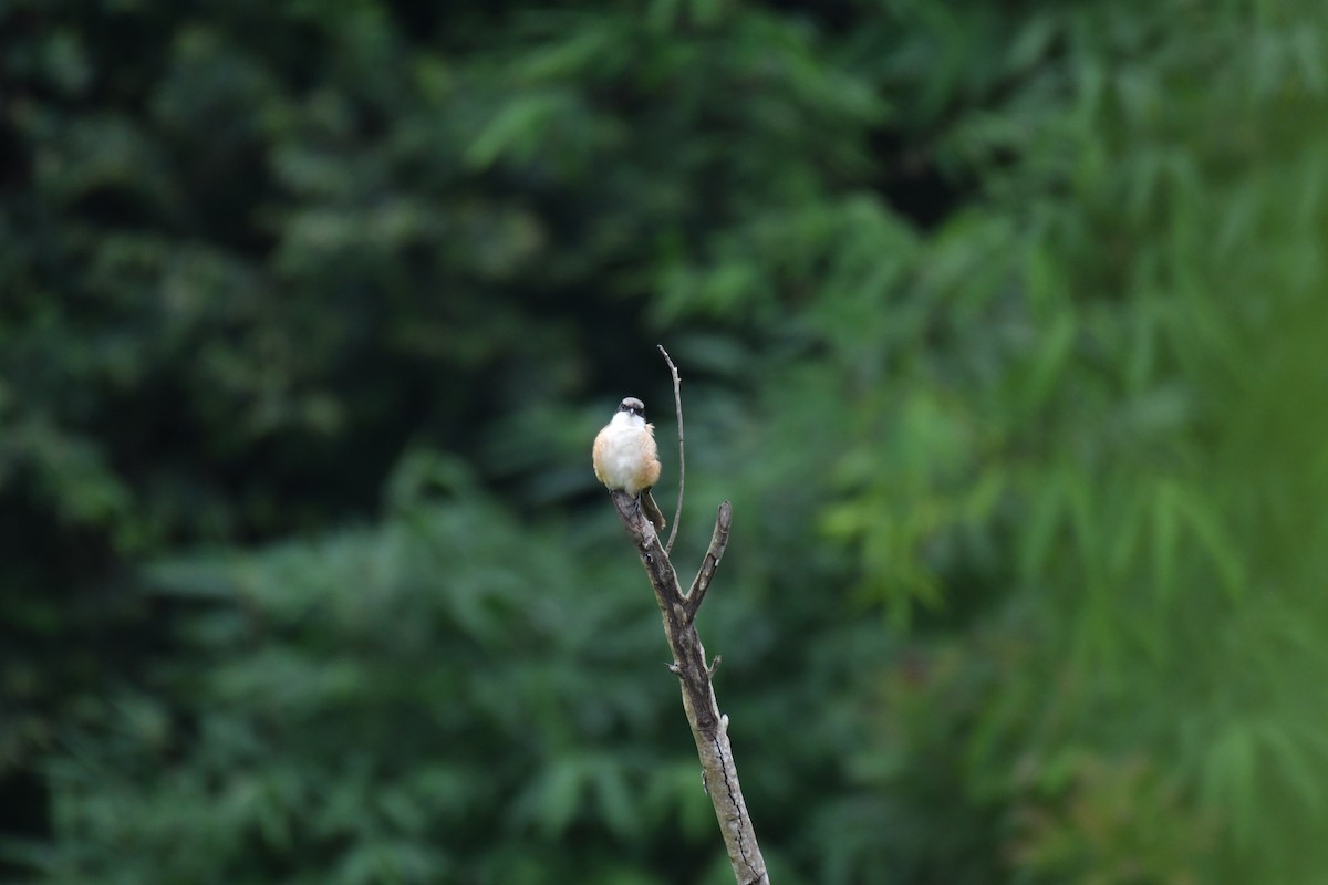 Long-tailed Shrike (erythronotus/caniceps) - Ian Hearn