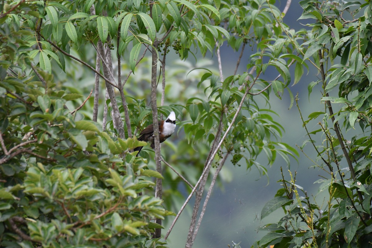 White-crested Laughingthrush - ML172306761