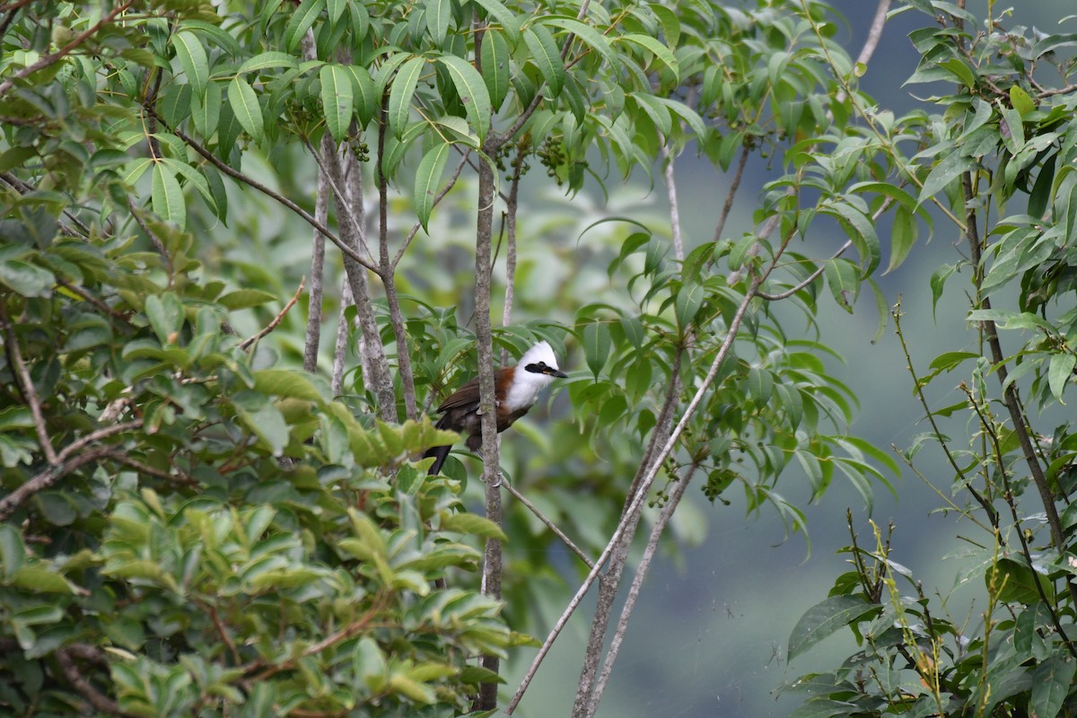 White-crested Laughingthrush - Ian Hearn