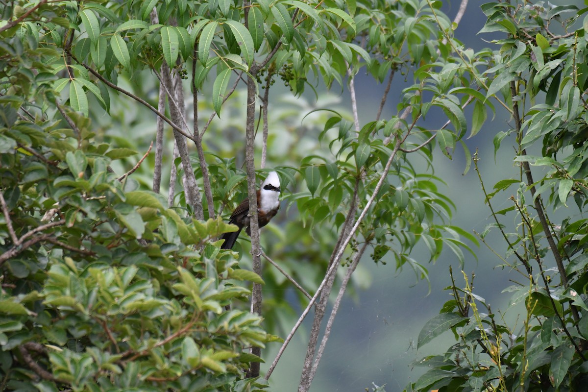 White-crested Laughingthrush - Ian Hearn