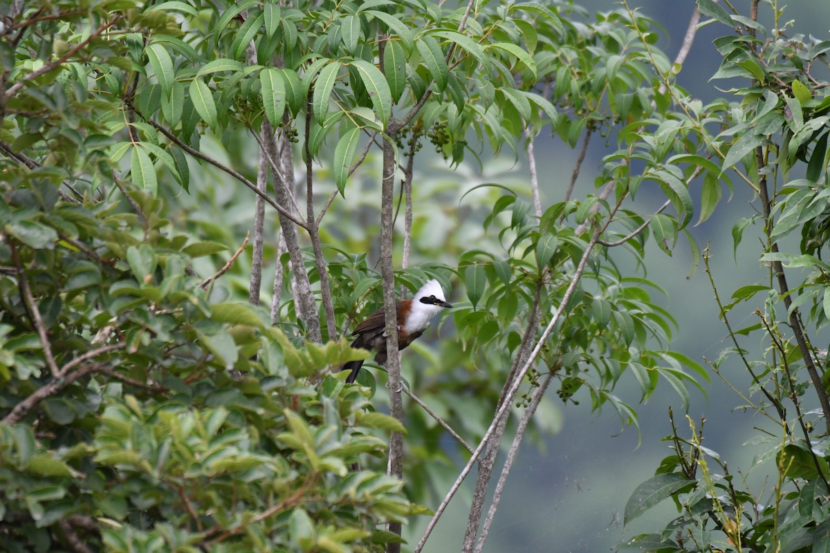 White-crested Laughingthrush - Ian Hearn