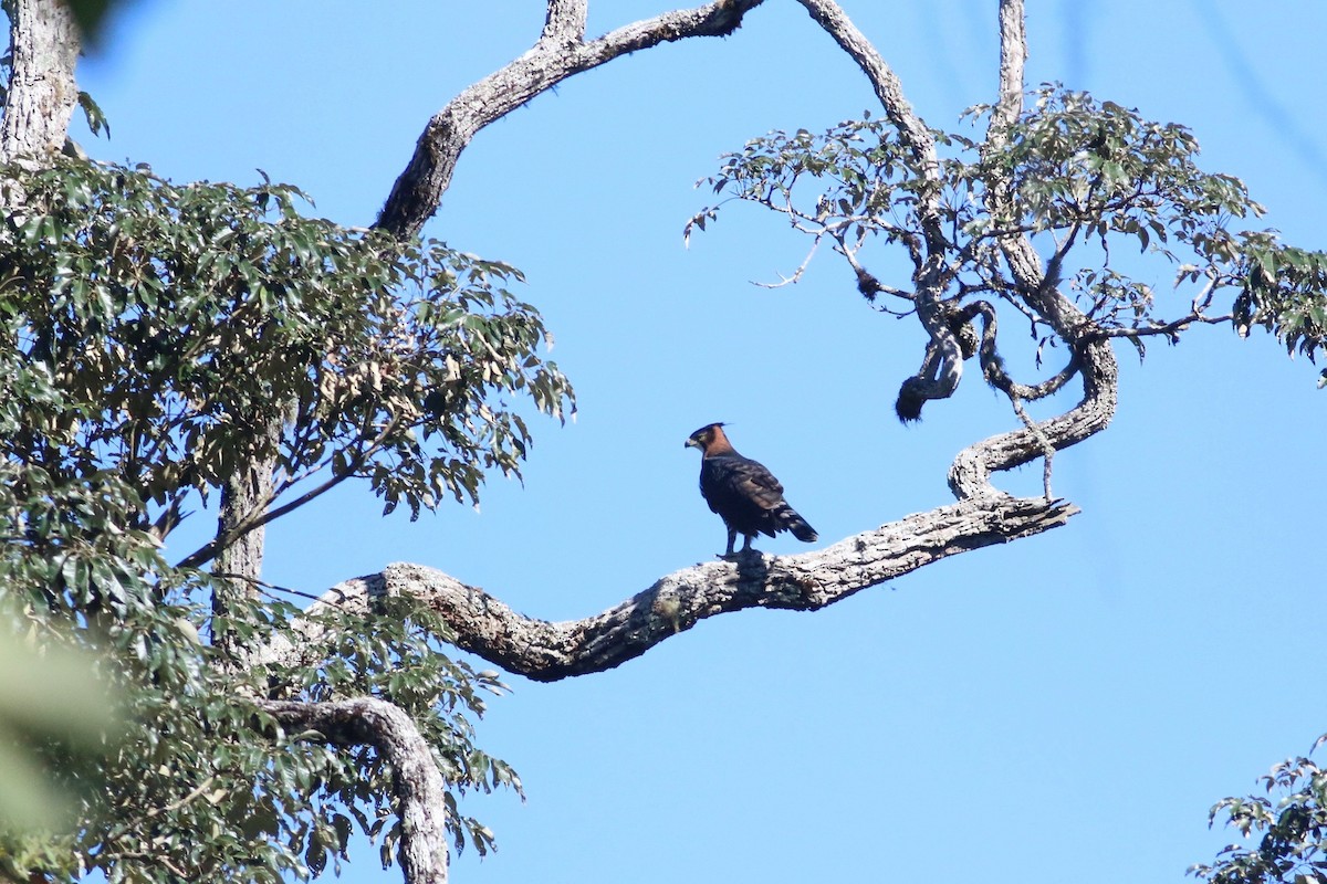 Ornate Hawk-Eagle - ML172307251