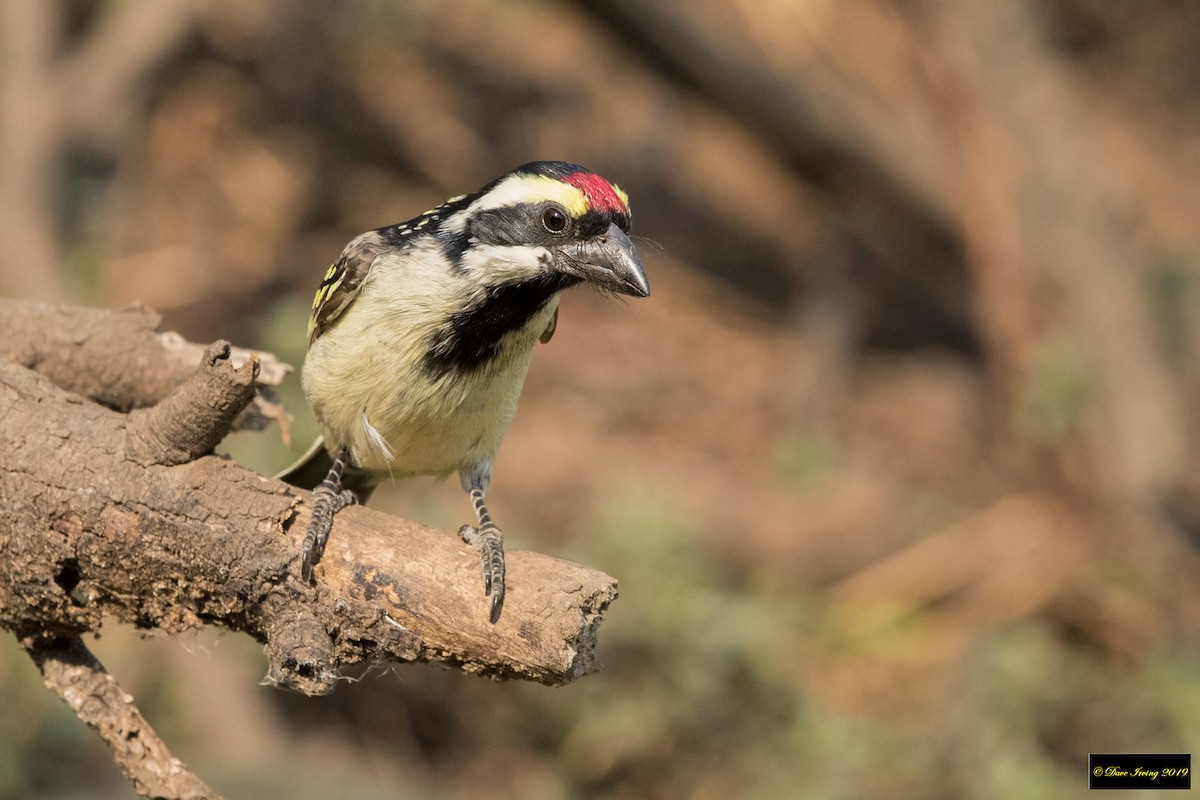 Pied Barbet - ML172307951