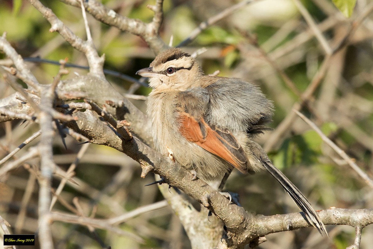 Brown-crowned Tchagra - ML172308571