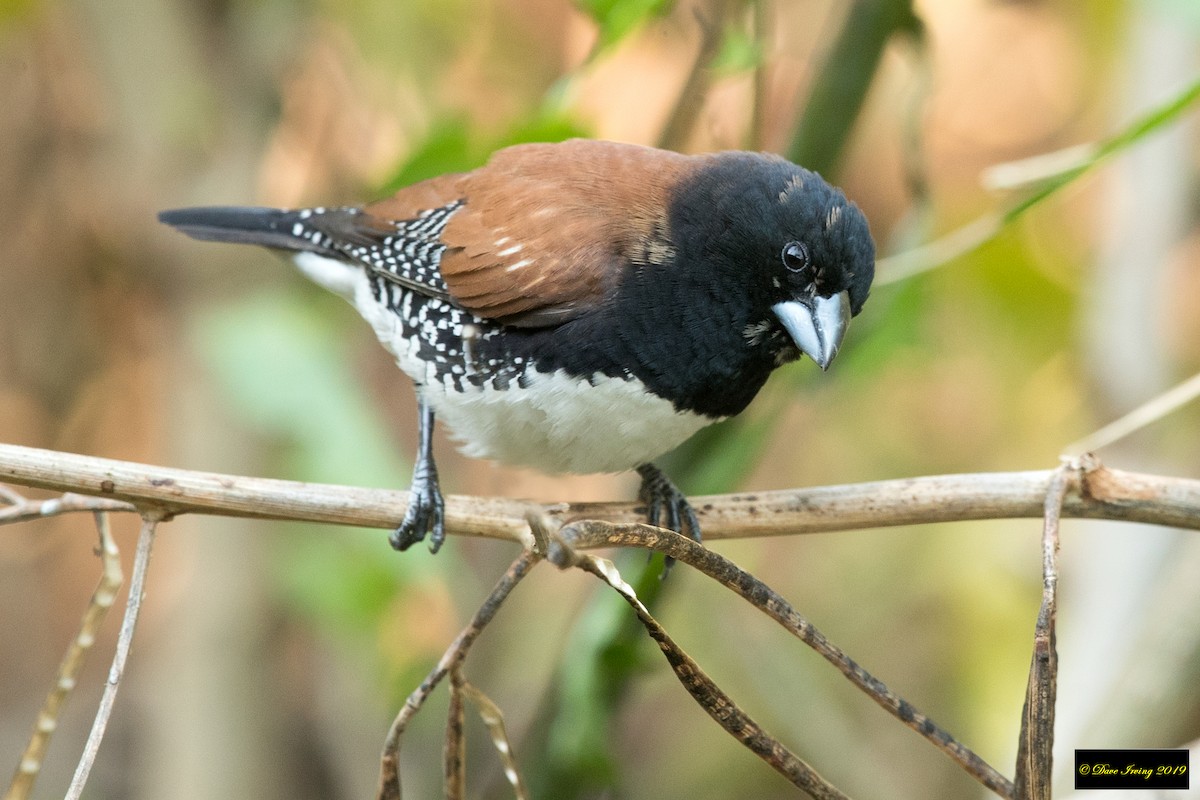 Capuchino Bicolor - ML172308581