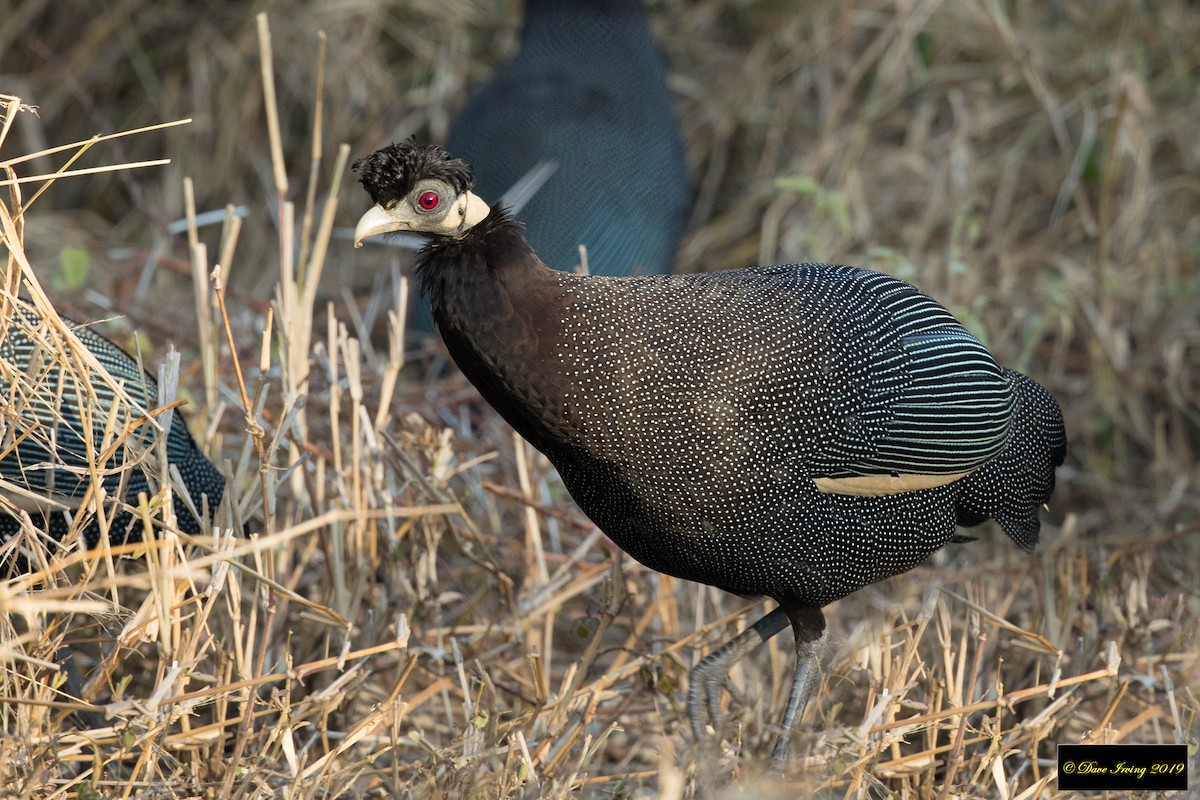 Southern Crested Guineafowl - David Irving