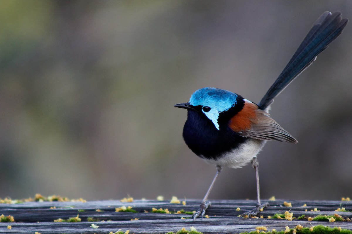 Red-winged Fairywren - ML172309501