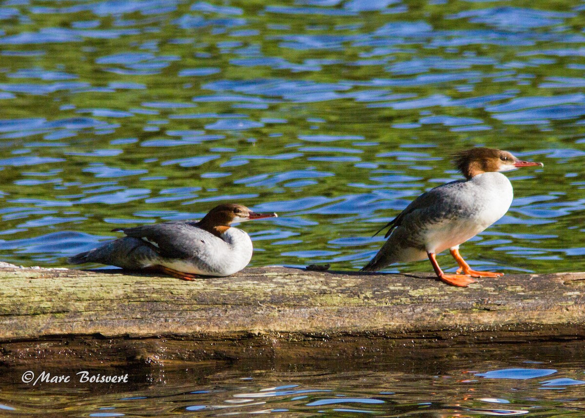 Common Merganser - ML172310061