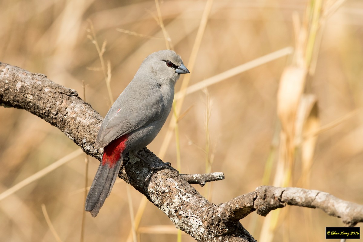 Black-tailed Waxbill - David Irving
