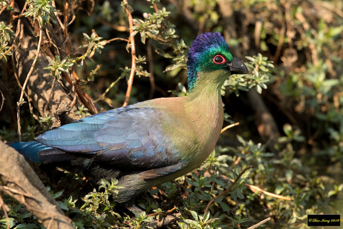 Purple-crested Turaco - David Irving