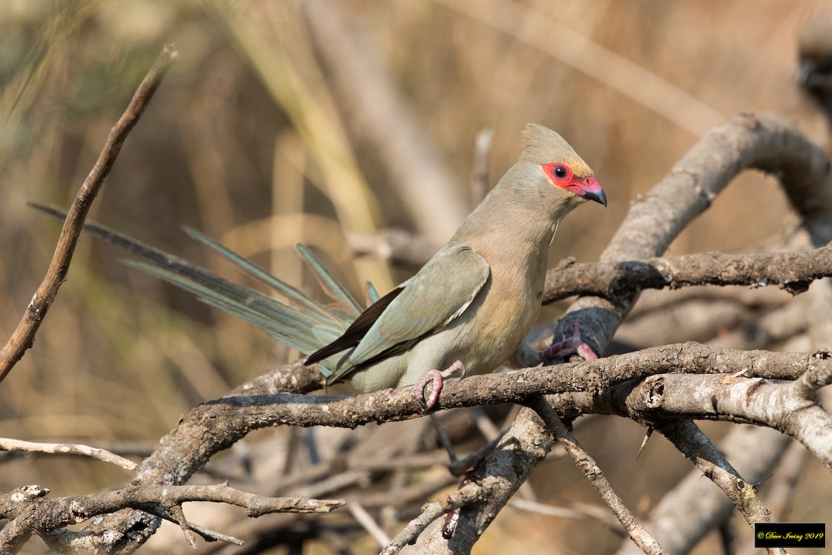 Red-faced Mousebird - ML172310831