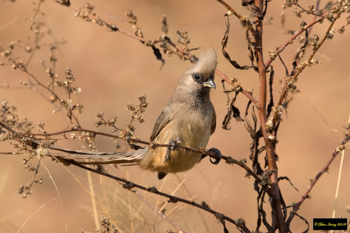 Braunflügel-Mausvogel - ML172310901