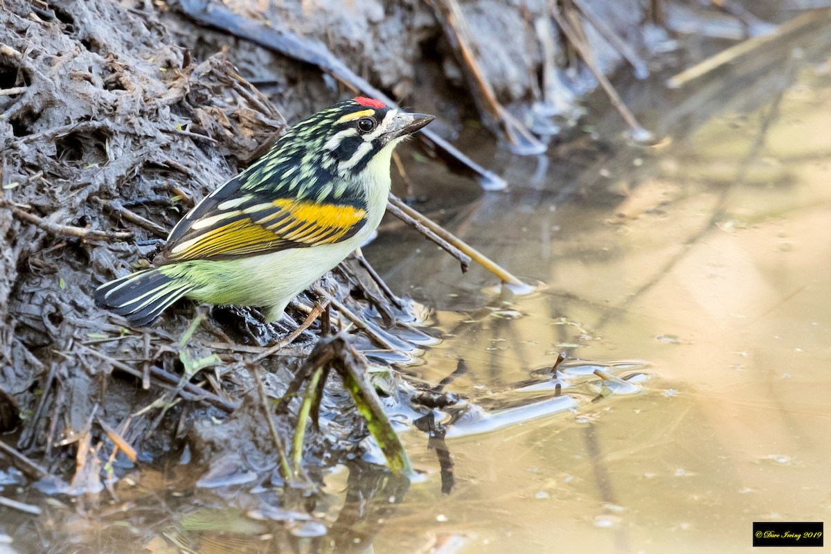 Red-fronted Tinkerbird - ML172310961